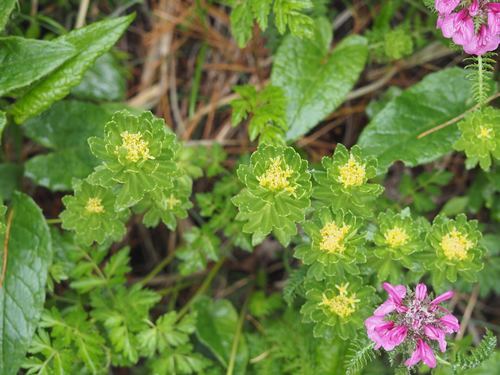 Rhodiola ishidae, photograph 3