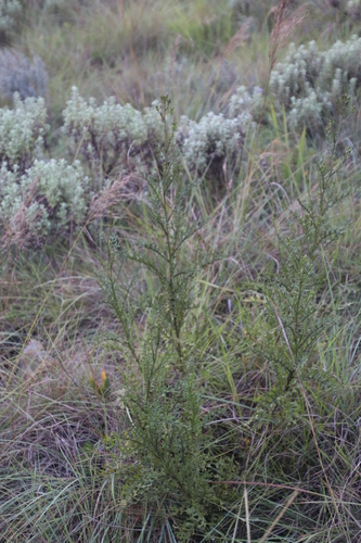 Senecio rhyncholaenus image