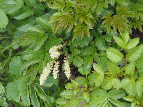 Aruncus dioicus f. tomentosus iNat (1)