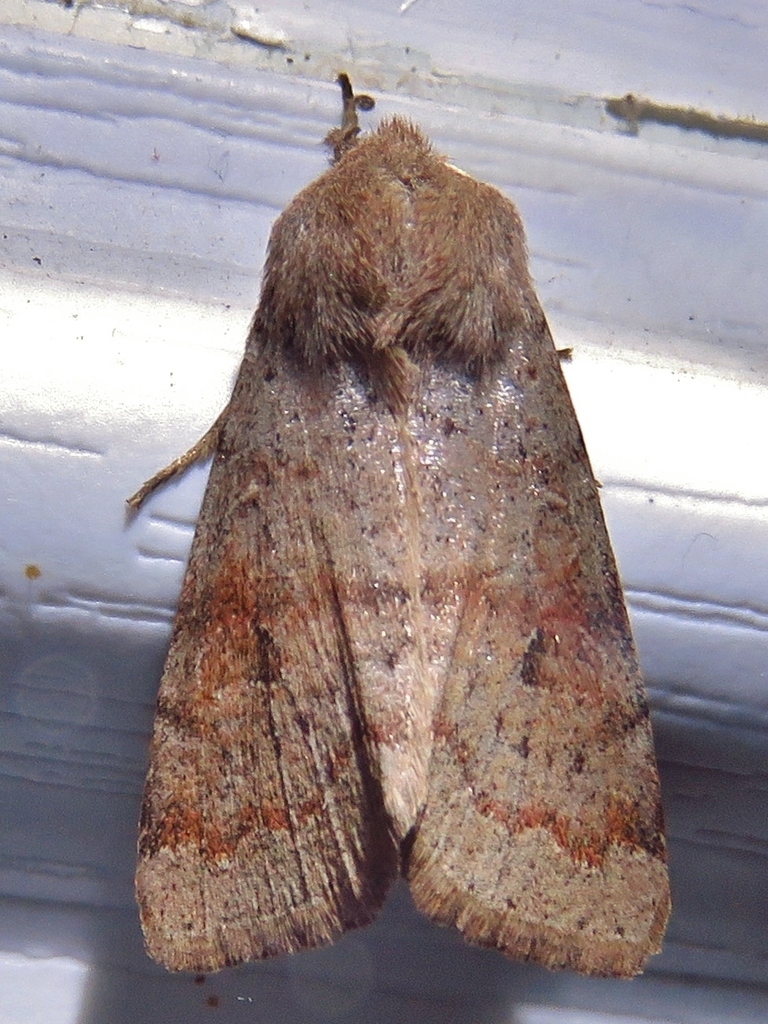 Gray Quaker Moth
