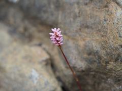 Bistorta hayachinensis