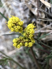 Lomatium triternatum