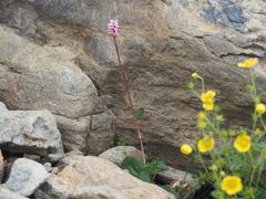 Bistorta hayachinensis