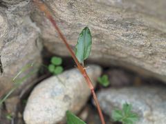 Bistorta hayachinensis