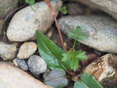 Bistorta hayachinensis