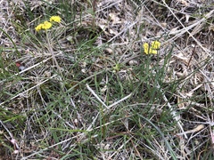 Lomatium triternatum