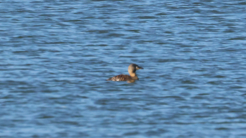 iNaturalist image