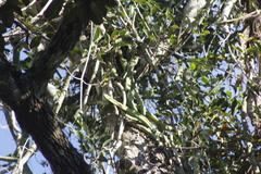 Selenicereus undatus