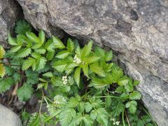 Aruncus sylvester astilboides