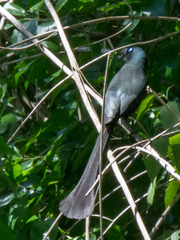 Crypsirina temia