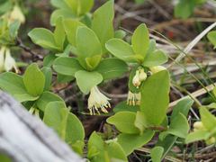 Lonicera caerulea edulis