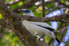Leucopsar rothschildi