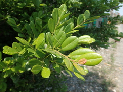 Diospyros ferrea