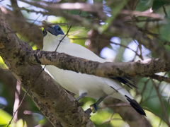 Leucopsar rothschildi