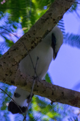 Leucopsar rothschildi