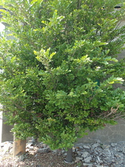 Diospyros ferrea