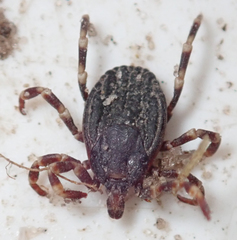 Hyalomma