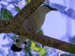 Leucopsar rothschildi