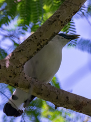 Leucopsar rothschildi