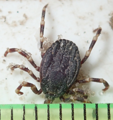 Hyalomma