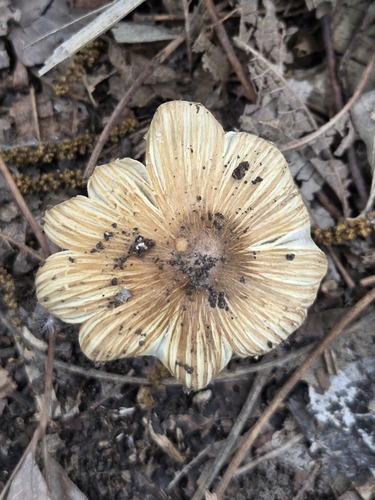 Pseudosperma rimosum — (c) John Thomlinson, some rights reserved (CC BY)