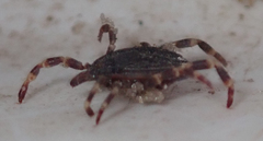 Hyalomma