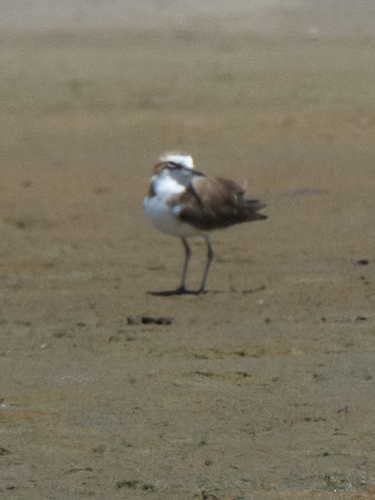Javan Plover (Anarhynchus javanicus), photo 7