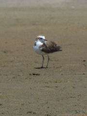 Charadrius javanicus