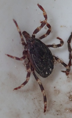 Hyalomma