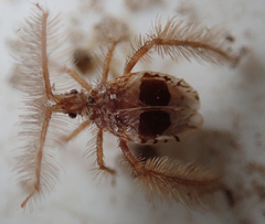Holoptilus lupus