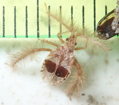 Holoptilus lupus