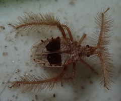 Holoptilus lupus