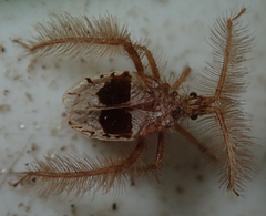 Holoptilus lupus