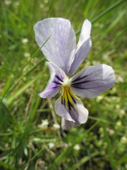 Viola lutea