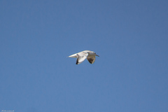 Chroicocephalus ridibundus