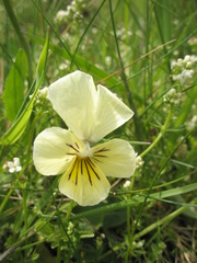 Viola lutea