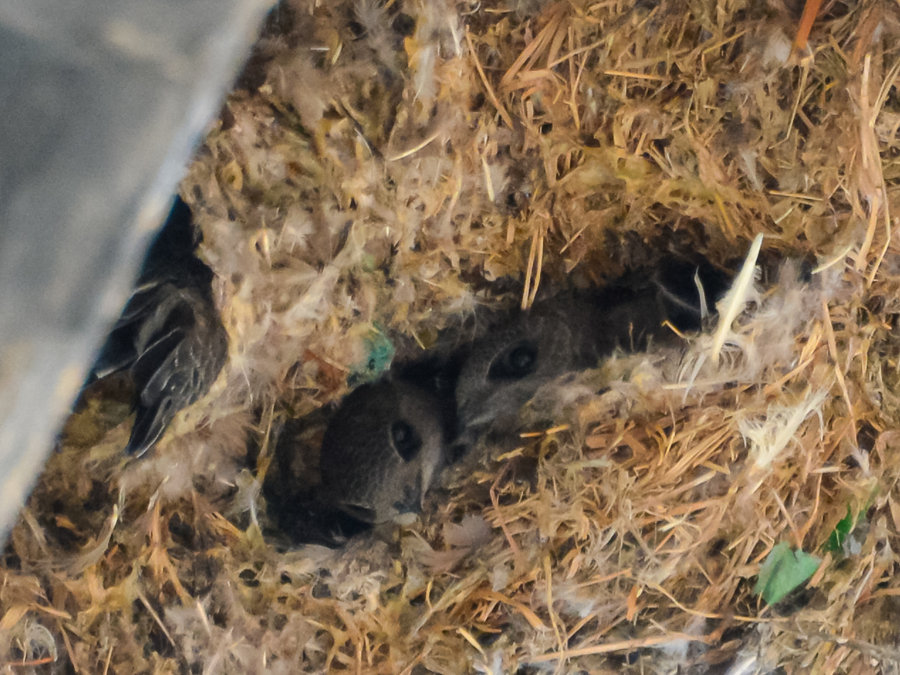 House Swift (Apus nipalensis)