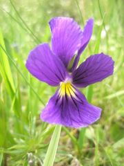 Viola lutea