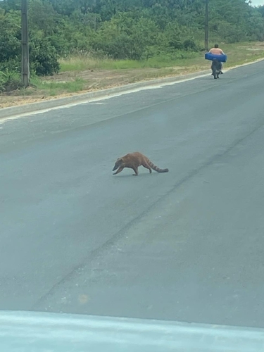 South American Coati