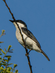 Hemipus hirundinaceus