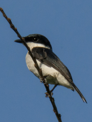 Hemipus hirundinaceus