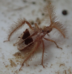 Holoptilus lupus