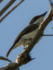Hemipus hirundinaceus