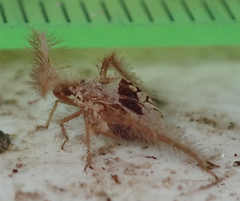 Holoptilus lupus
