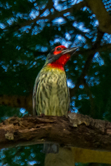 Psilopogon haemacephalus roseus