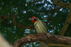 Psilopogon haemacephalus roseus