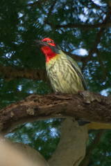 Psilopogon haemacephalus roseus