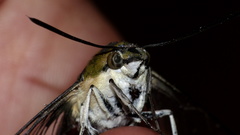 Cephonodes hylas virescens