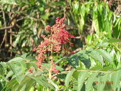Rhus chinensis