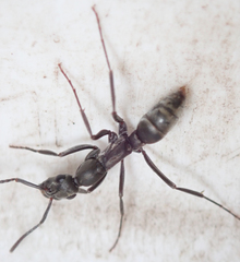 Ophthalmopone berthoudi